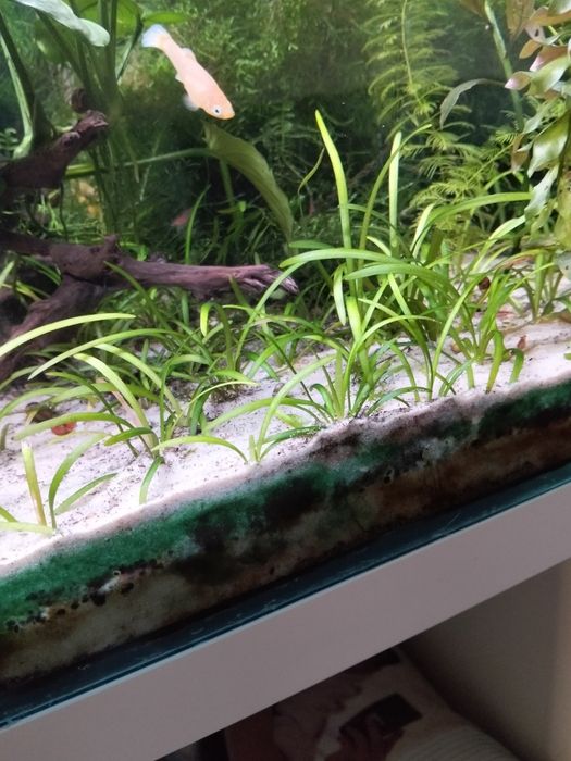 Plantas aquário sagittaria subulata
