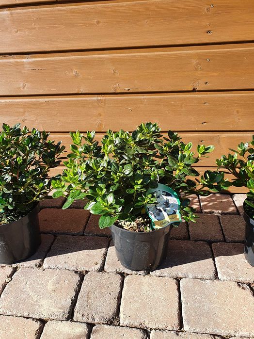 azalia japońska krzewy ozdobne rododendron