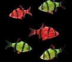 Brzanka sumatrzanska kolor - wysylamy