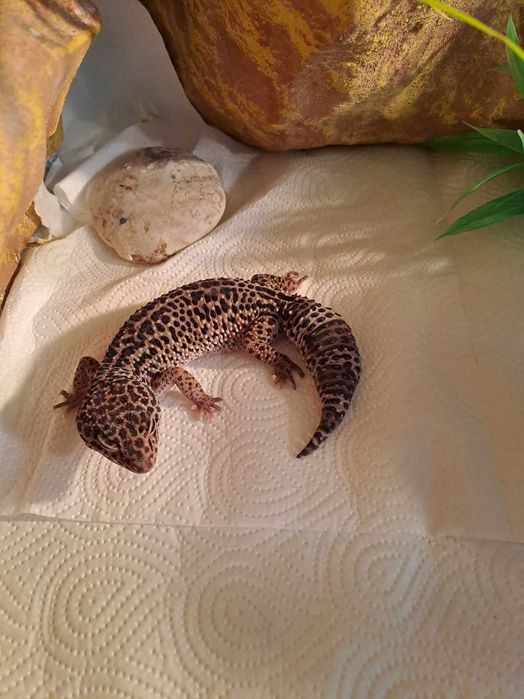 Terarium z gekonami