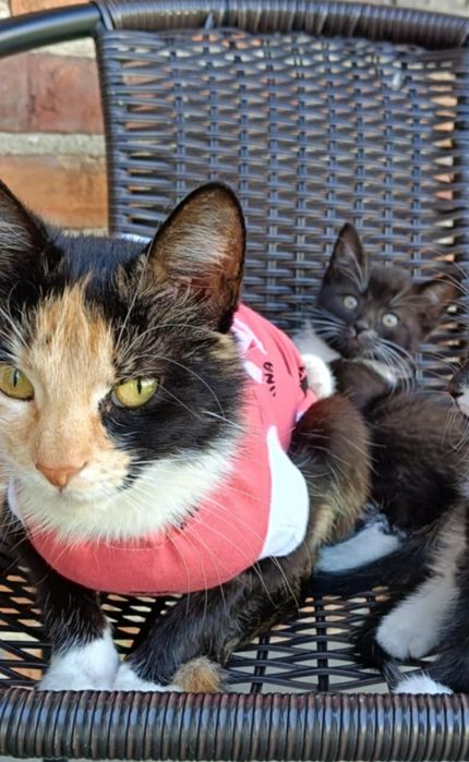 Oddam kotka samiec czarny z białym w dobre ręce!