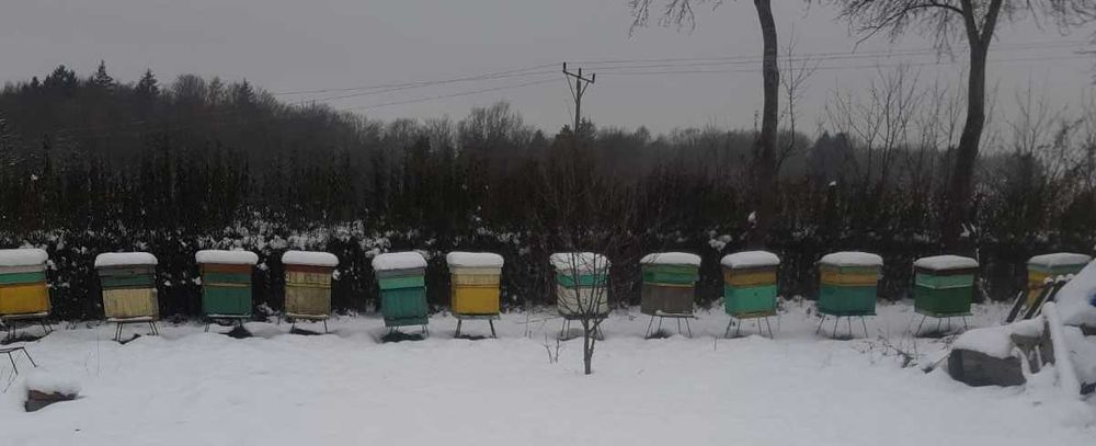 sprzedam 30 rodzin pszczelich