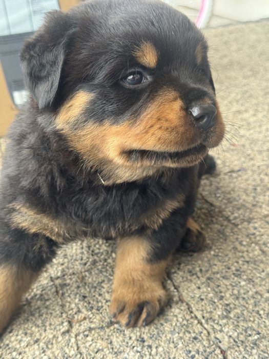 Rottweiler Conan