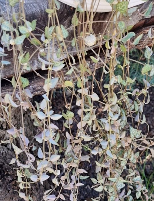 Циропегия ceropegia