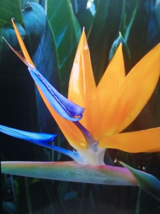 Estrelicia Reginae a dar flor.