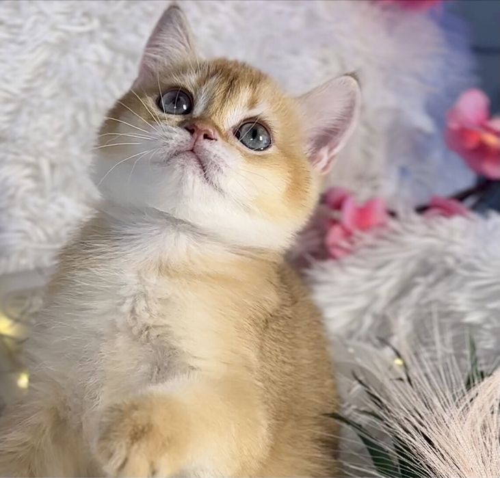 Золота шиншилла,  неймовірна дівчинка