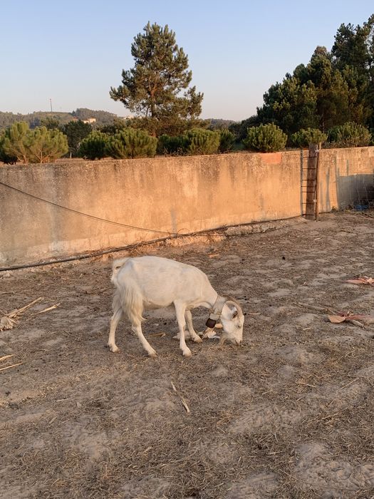 Vende se cabra de raça grande
