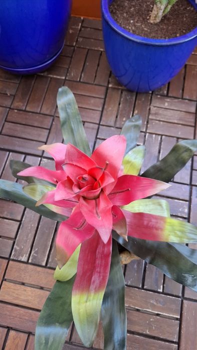 Planta Artificial Bromélia com Vaso Rústico Terracota/Musgo