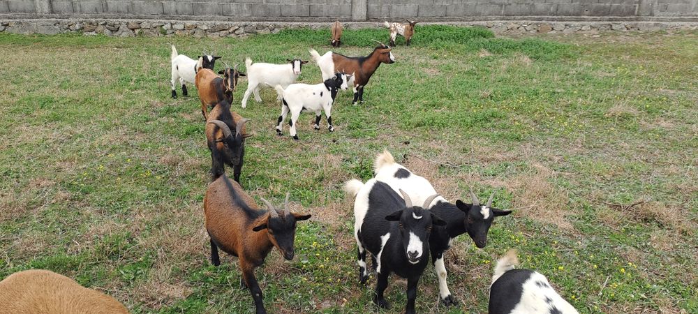 Cabras Anãs adultas