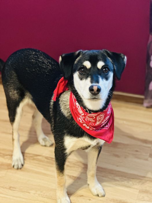 Cudna Frycia szuka domku