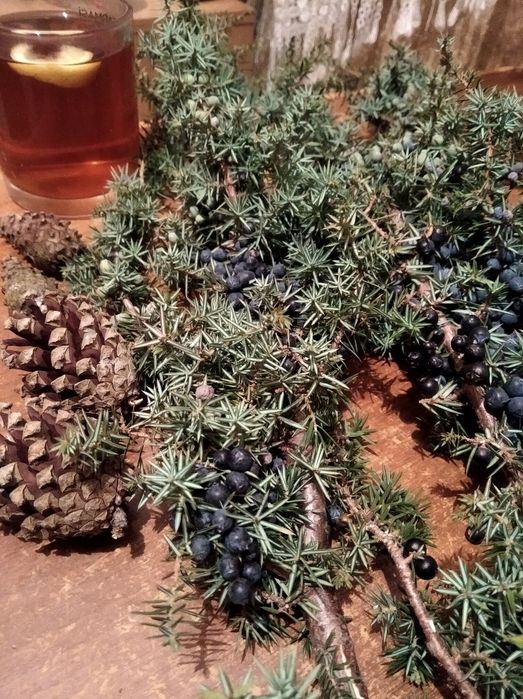 Продам ягоди ялівцю