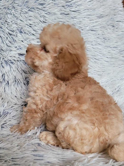 Дизайнерське цуценя Пом+Той в неймовірно красивому вбранні. Киянин,