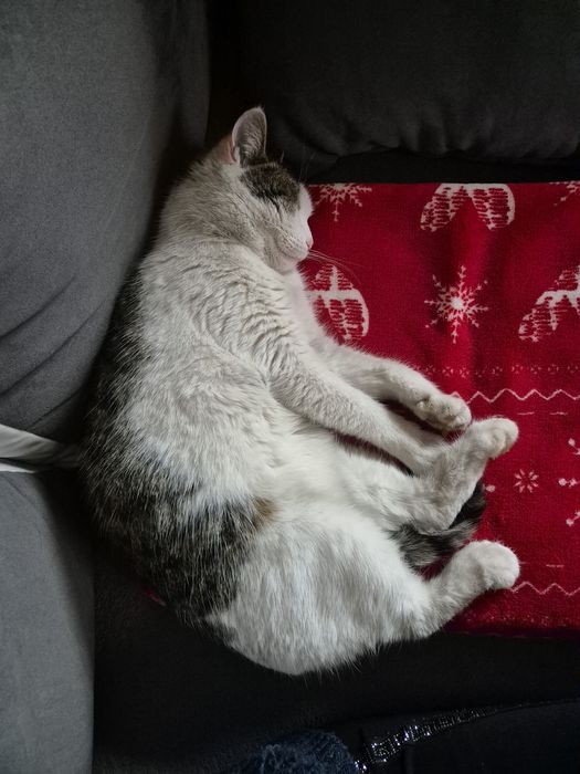 Oddam wychodząca kotkę w dobre ręce