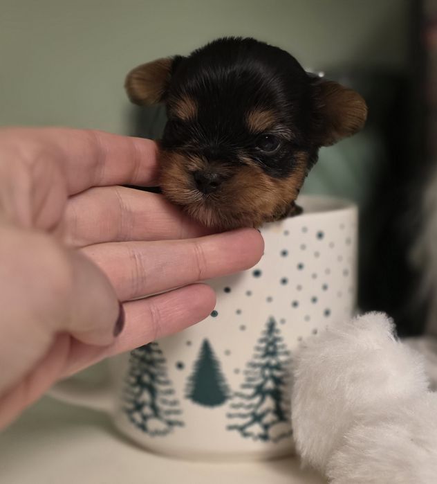 Piesek York prawdziwy udokumentowane pochodzenie