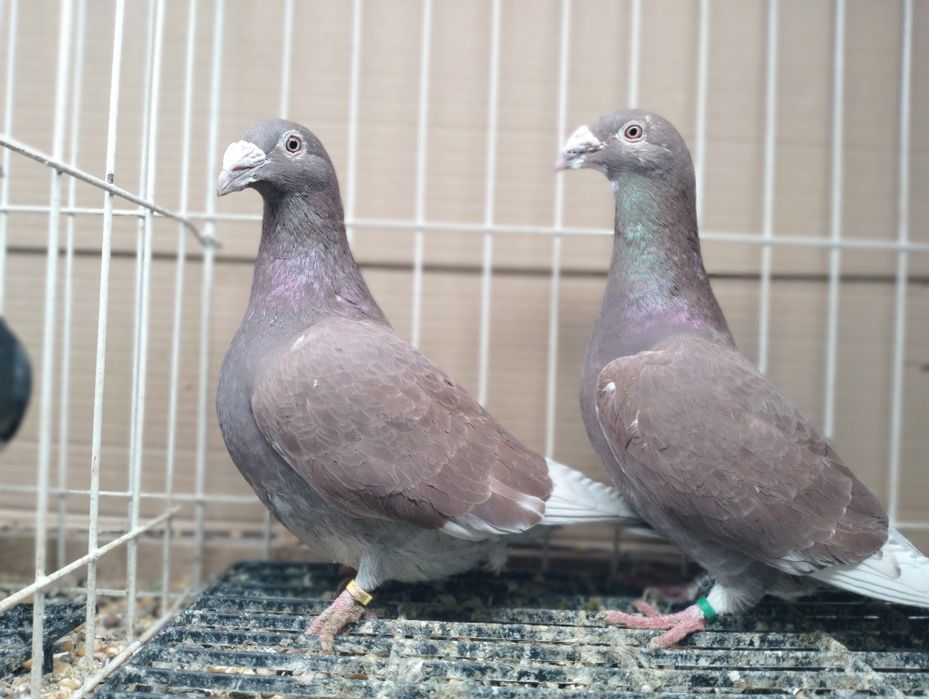 Gołębie Staropolskie