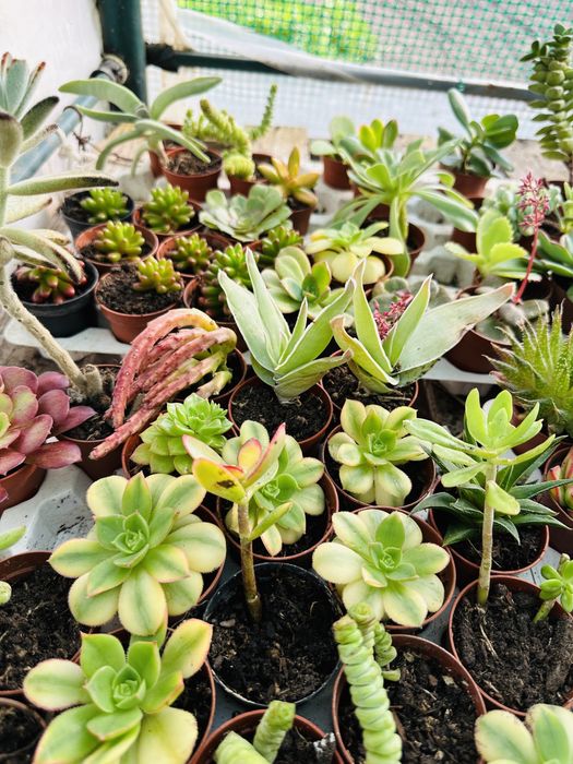 Promoção 60 suculentas inclui variegatas