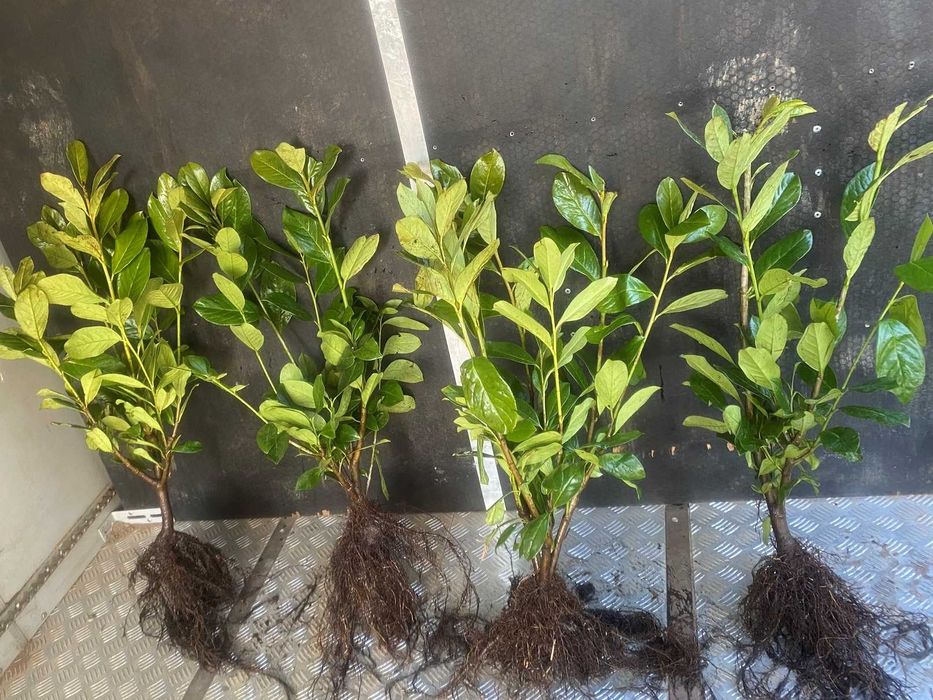 Prunus! Laurowiśnia! Sadzimy! 200 cm! Caucasica! Rotundifolia! Novita!