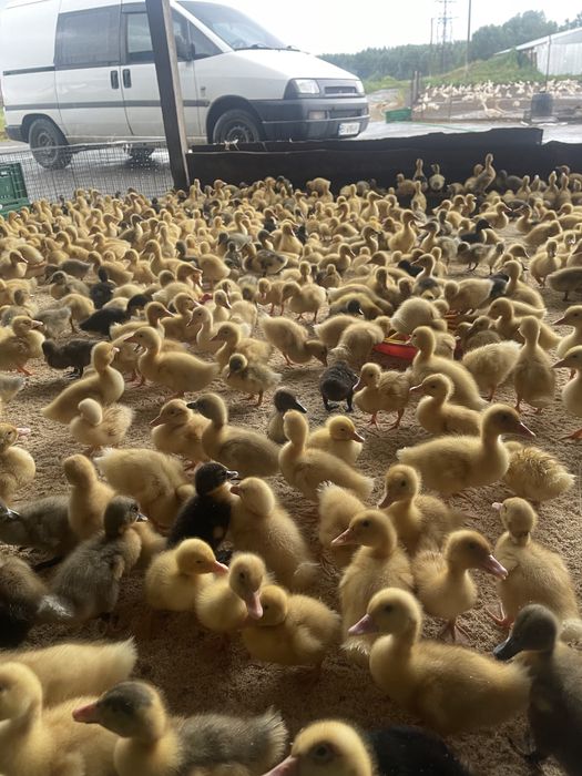 Продам гусенят,каченят,курчат