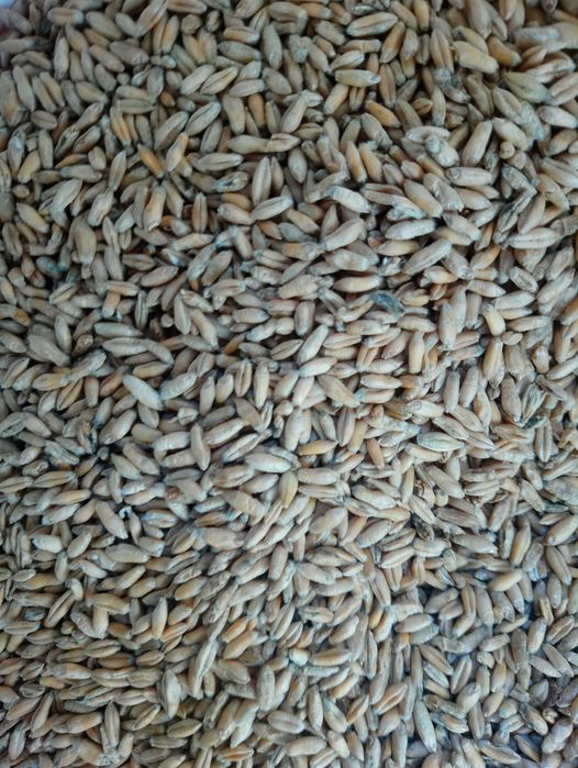 Pszenżyto jare Dublet. Ryby, zanęta, wędkarstwo