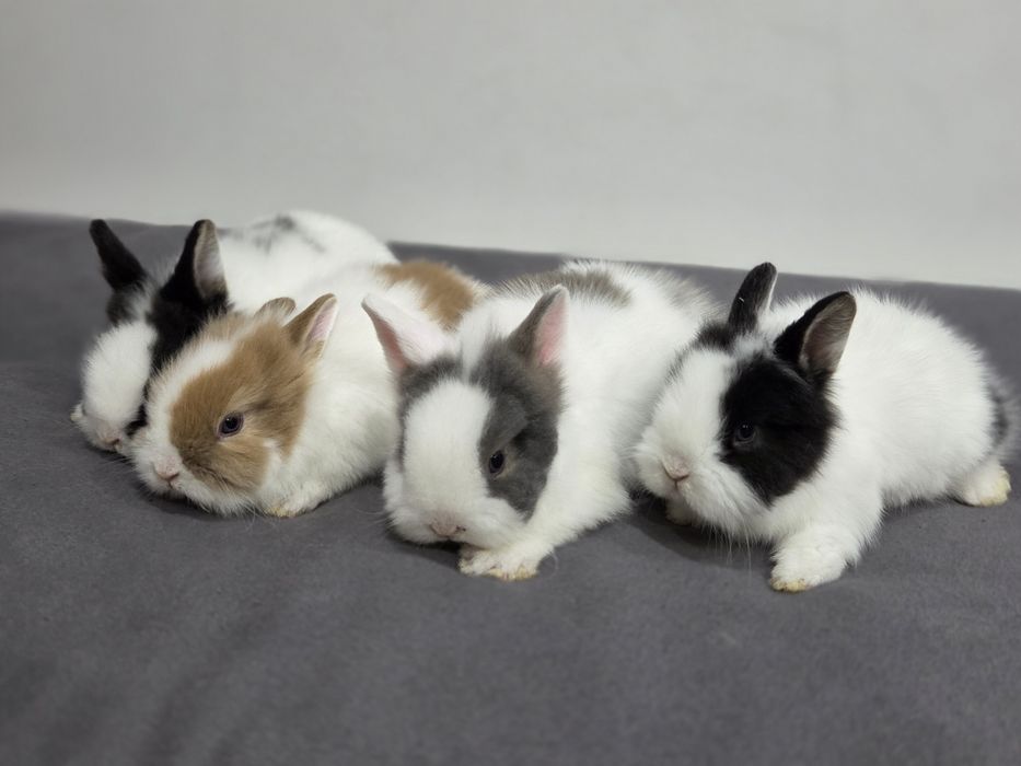 Króliczek miniaturka TEDDY Królik miniaturka