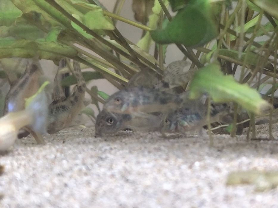 Coridoras nascidas em aquário de guppys
