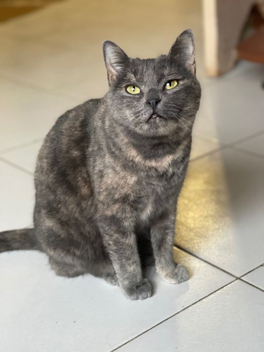 Котята котики отдам красивую кошку
