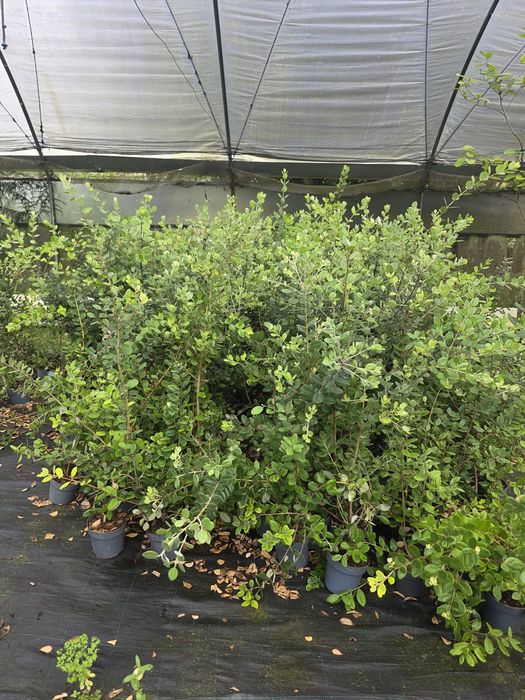 Plantas metrosideros
