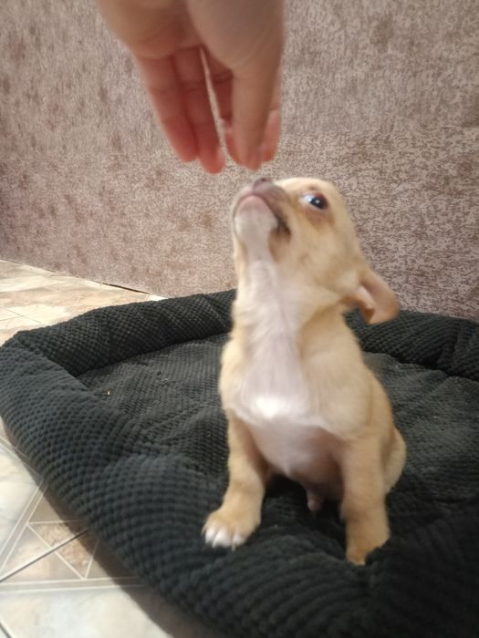 Чудовий малюк чихуахуа