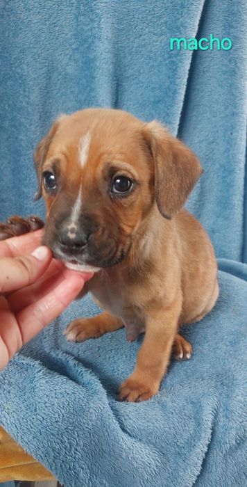 Bebes arraçados de pitbull