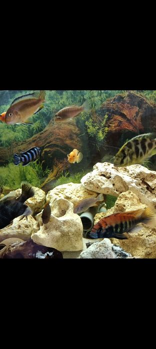 Macho juvenis Pundamilia nyererei ciclideos