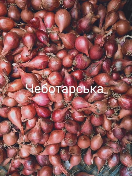 Озима цибуля саджанка, лук севок, сіянка, димка Радар, Штутгарт, Сноуб