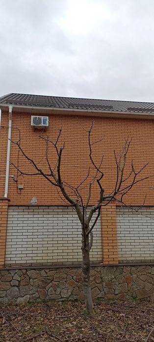 Обрізка, видалення, чистка дерев