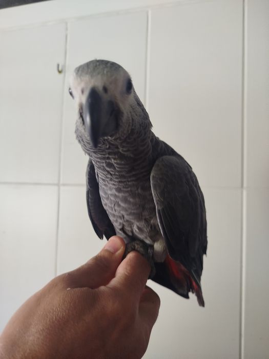 Psittacus erithacus erithacus