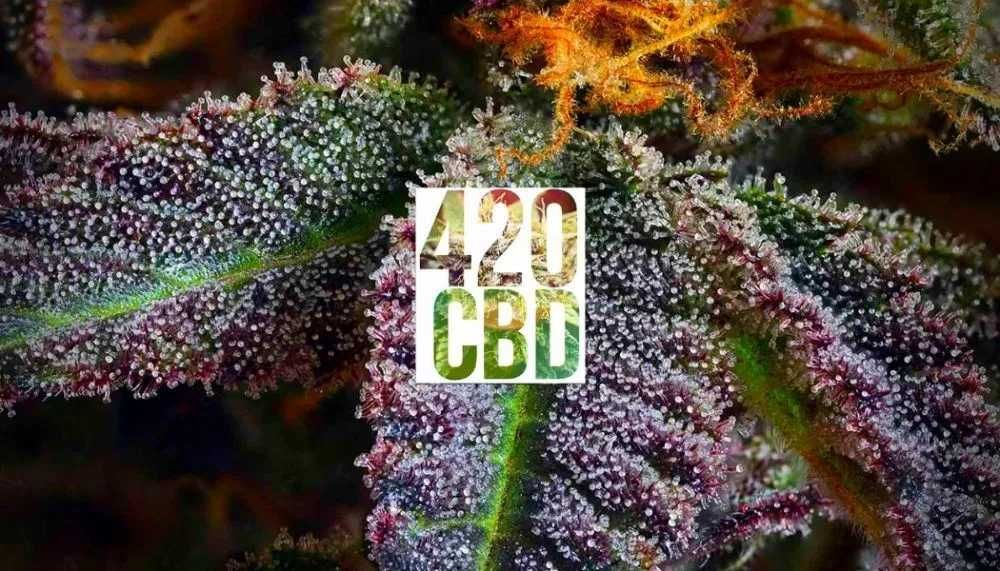 200g Biomasa CBD Amnesia Special GH susz techniczny