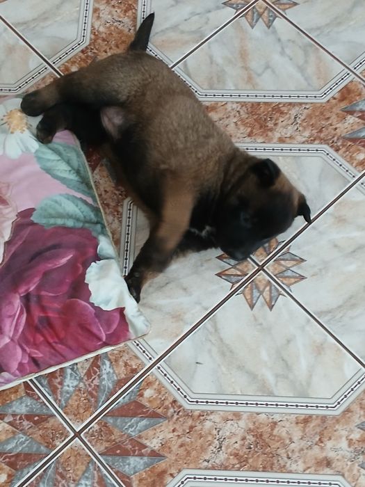 Szczenię owczarek belgijski malinois