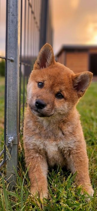 Shiba inu piesek gotowe do odbioru