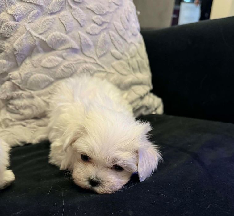 Maltańczyk koreański mini 3 miesięczny