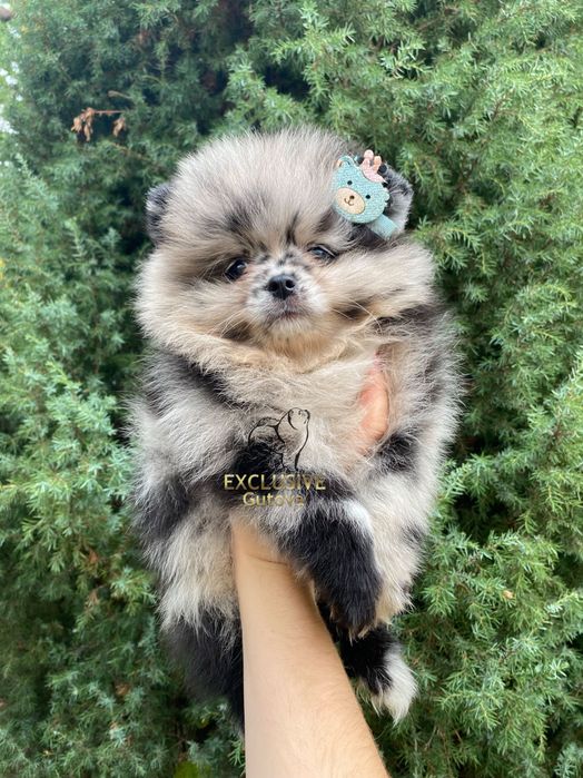 Exclusive Merle Teddy Bear Pomeranian