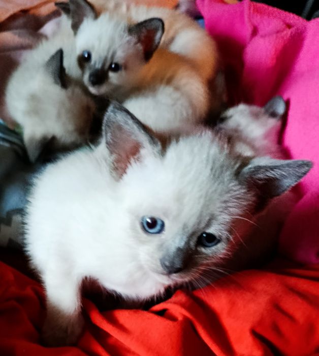 Сиамские (Тайские) котята