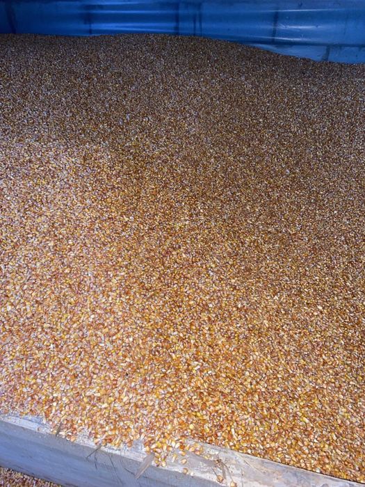 Якісна суха кукурудза, є доставка