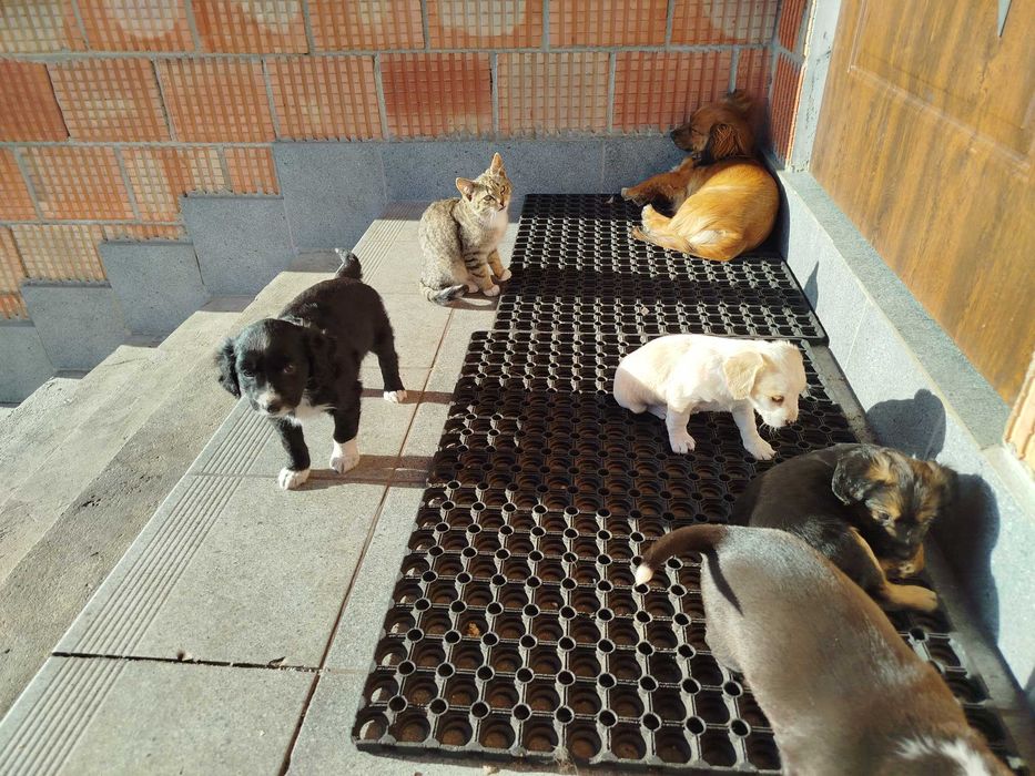 Pieski w dobre ręce