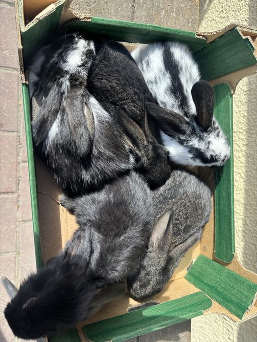 królik mieszańec belg/srokacz