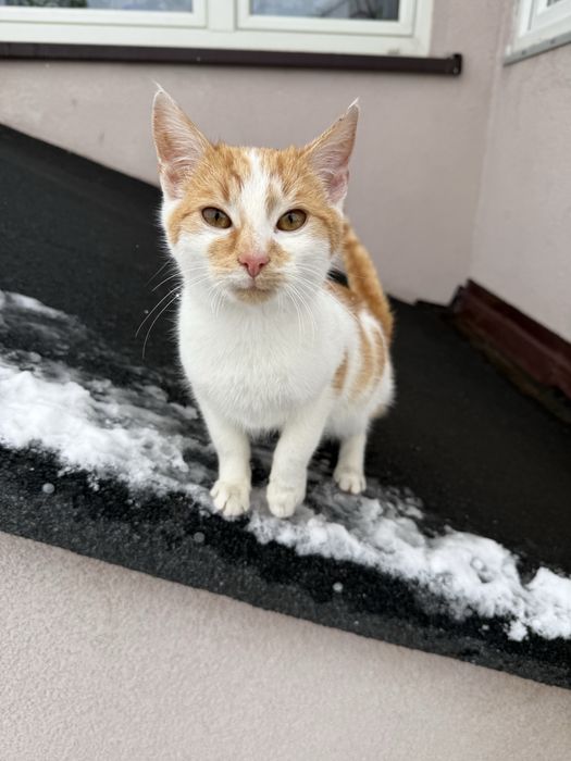 Znaleziona/ Do oddania kicia