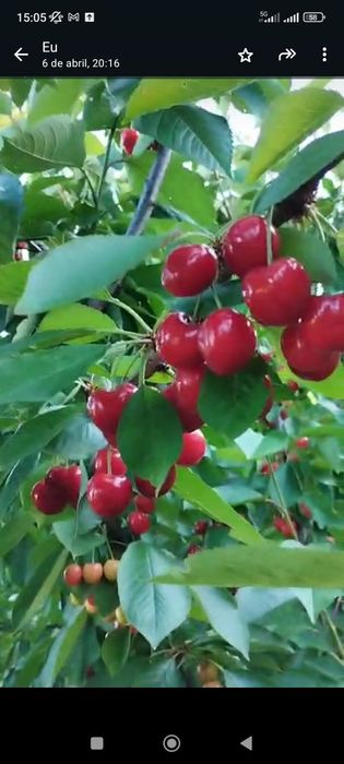 Visita a pomar de cerejas na vila do barrô -alto Douro vinhateiro.