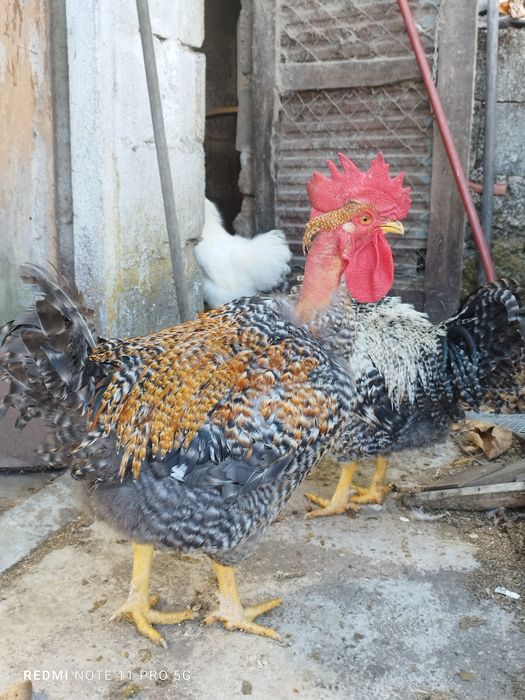 Galos pedrês disponíveis