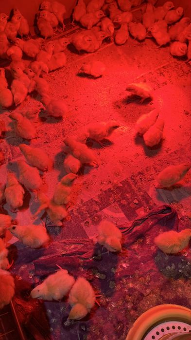 Продам Перепелку семьями