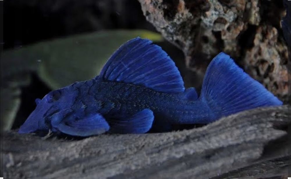 Zbrojnik L239 Baryancistrus beggini/ pleco (glonojad)