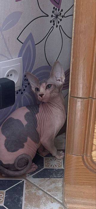 Неймовірні кошенята сфінкс