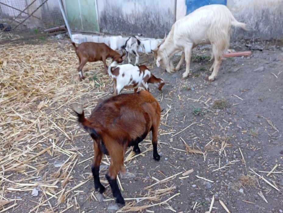 Pequeno rebanho de cabras