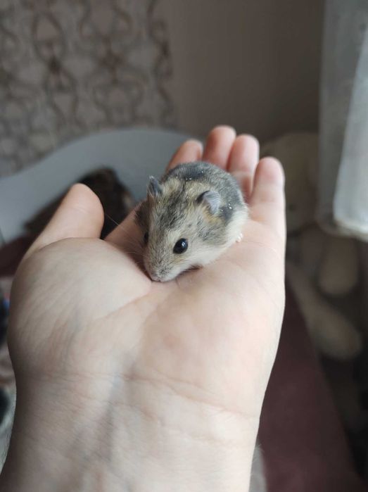 джунгарские хомячки